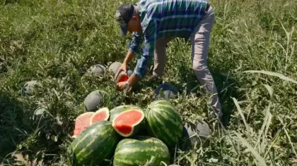 Sözleşme yaptığı firma ürünü almadı, 20 milyon lira zarar etti!