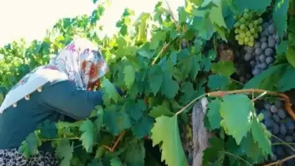 Tadını bilen tezgaha koşuyor: Hasat başladı! Fiyatı yarı yarıya düştü
