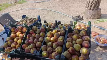 Talep patladı! Kilosu 300 TL'den satılıyor
