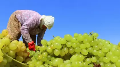 TARİŞ kuru üzüm avans fiyatını 80 TL olarak belirledi