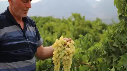Tarlada 20 markette 80 lira! Hasat başladı