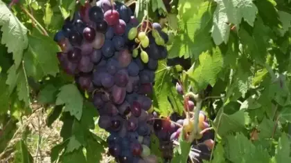 Tarlada 60, markette 200 lira! Kavacık üzümünde üretici dertli!
