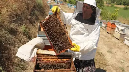 Tarlada bir kovan buldu 450 kovanlık çiftliğe dönüştürdü
