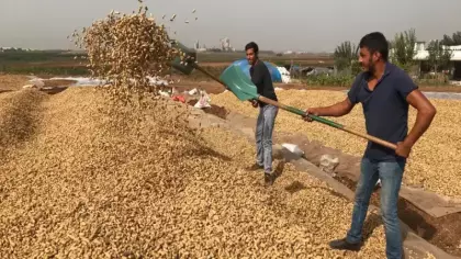 Tarlada kilosu 100 lira! Üreticiler fiyattan memnun
