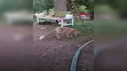 Tavuğunu yiyen tilkiye böyle hesap sordu: Utanmıyor musun?