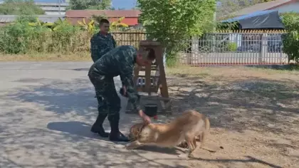 Tayland'da evcil bir köpek sahibine el bombası getirdi