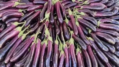 Tescilli Birecik Patlıcanı’nda hasat başladı!