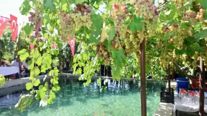 Tescilli üründe hasat başladı: Tayfi Avusturya sofralarında!