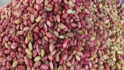 Tezgahlarda yerini aldı! Kilogramı 700 lira