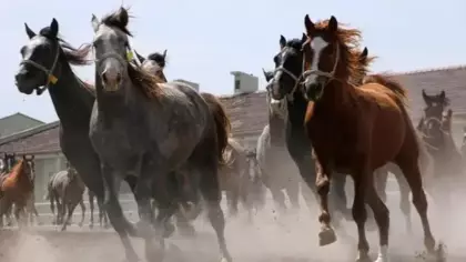 TİGEM 17 safkan Arap koşu tayı satacak