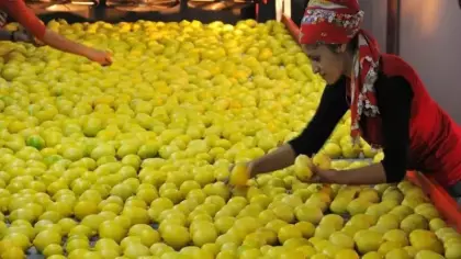 TİGEM açık artırmayla 1010 ton limon satacak!