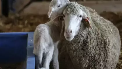 TİGEM açık artırmayla 60 bin kilogram merinos yapağı satacak! İhale tarihine dikkat