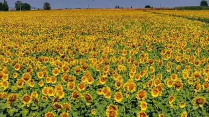 TİGEM duyurdu: 1600 ton yağlık ayçiçeği satacak!