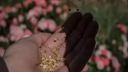 TİGEM'den yerli tohum hamlesi! 50 ata tohumu üreticiyle buluşuyor