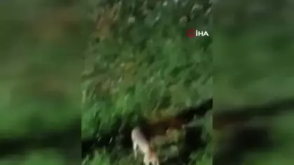 Tilki, kedi ve kirpi buluşması kamerada