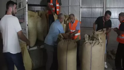 TMO, Ordu’da fındık alımına başladı! Üreticilerden yoğun ilgi