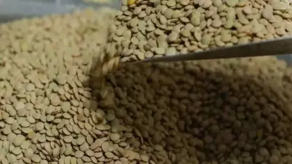 TMO yeşil mercimek alımına dair esasları açıkladı