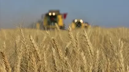 TMO'da ilk hububat ödemeleri çiftçilerin hesaplarına yatırıldı