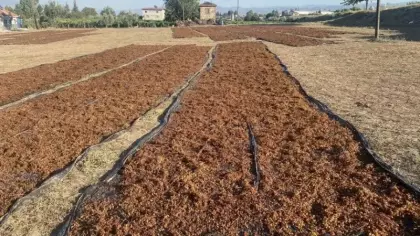 TMO'nun kuru üzüm alımı çiftçiyi rahatlattı