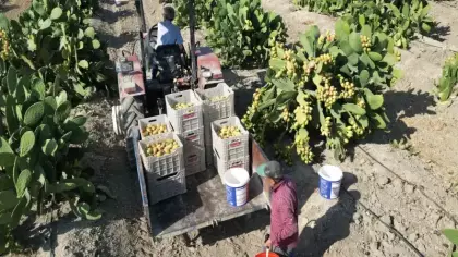 Toplaması çile, tadı doyumsuz! Kilosu 30 liradan satışa çıktı
