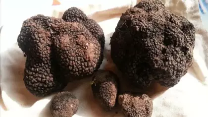 Toprağın altındaki servet! Eğitimli köpeklerle bulunuyor: Değeri altınla yarışıyor
