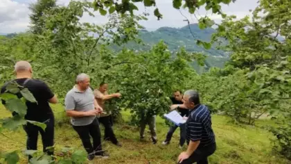 Trabzon’da fındıkta rekolte tespiti çalışmaları başladı