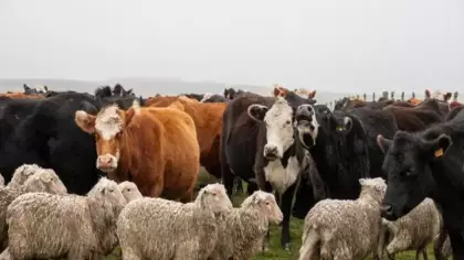 Türkiye hayvan varlığında Avrupa’yı solladı!