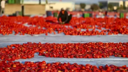 Türkiye’de kurutuluyor, dünyada baş tacı ediliyor! 91 ülkenin vazgeçilmezi oldu