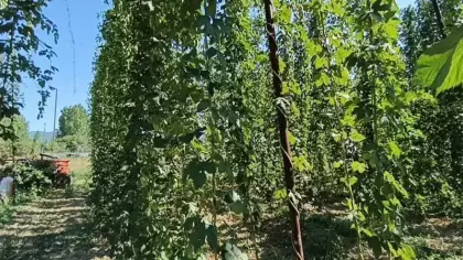 Türkiye'de sadece o şehirde yetişiyor! Yeşil altın hasadı başladı