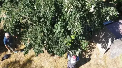 Türkiye'de yetişiyor, tüm dünya peşinde! Kilosu 5 bin lira