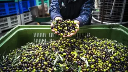 Türkiye'nin 40 yıllık zeytin markası iflasın eşiğinde: Mahkemeden 1 yıllık mühlet!