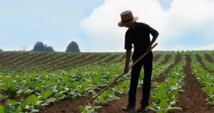 Türkiye'nin 81 ilinde yetişen tarım ürünleri! Tarlasına eken paraya para demiyor