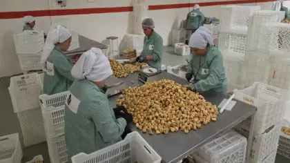 Türkiye’nin incir deposu ihracatta rekor kıracak!