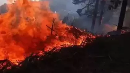 Uludağ'da orman yangın
