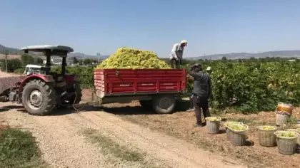 Üzüm üreticisi dertli! 'Üvey evlat muamelesi görüyoruz'