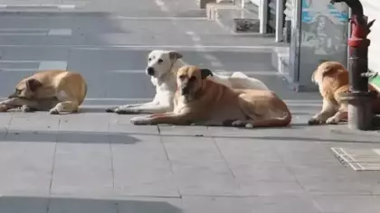 Vali duyurdu! 52 bin sahipsiz köpek toplatıldı