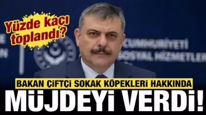 Vatandaş isyan ediyordu, Bakan Çiftçi duyurdu: Sokak köpeklerinin yüzde kaçı toplandı?