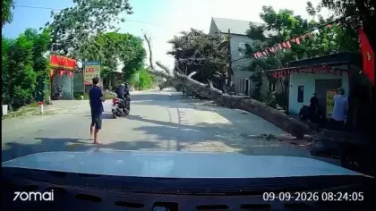 Vietnam'da kesilen ağaç motosikletlinin üzerine devrildi: Sürücü feci şekilde can verdi
