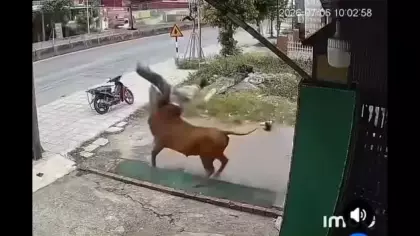 Vietnam'da kontrolden çıkan inek sahibine böyle saldırdı