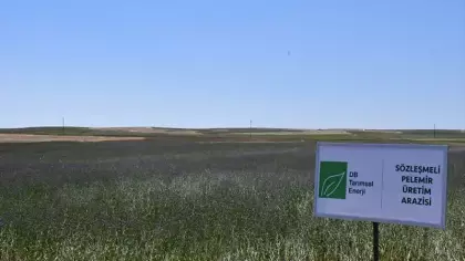 Yabani ot olarak biliniyordu, şimdi yakıt oluyor! Tarlalardan otomobil, gemi ve uçaklara!