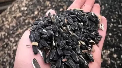 Yağlık ayçiçeğinde ön alım fiyatı açıklandı!