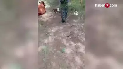 Yaylada doğan buzağıyı kilometrelerce sırtında taşıdı! Bir an bile peşinden ayrılmadı