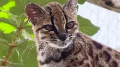Yeni bir kedi türü keşfedildi
