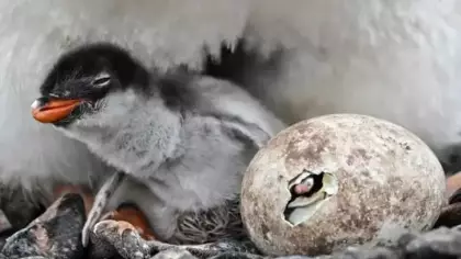 Yeni bir penguen türü keşfedildi