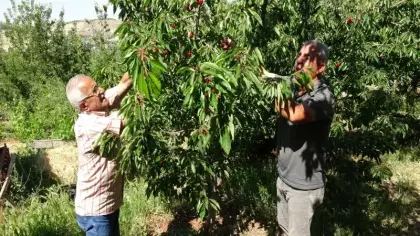 Yevmiye var, çalışan yok! 'Dalbastı' ağaçta kaldı