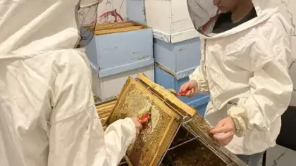 Yüksek rakımın en özel şifası! Kilosu bu yıl 1900 lira olacak