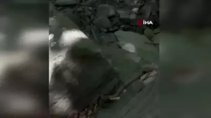 Yüksekova’da dev yengeç görüntülendi