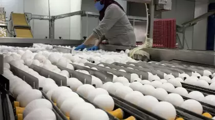 Yumurta fiyatları için dikkat çeken açıklama! Arz fazlası zam beklentisini rafa kaldırdı