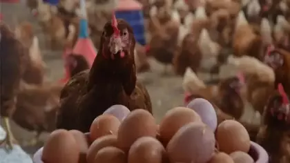 Yumurtaya zam var mı? YUM-BİR Başkanı açıkladı