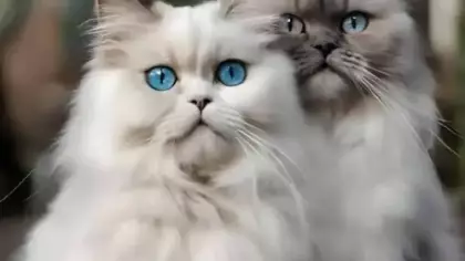 Yüzlerce kedi kesilmek üzereyken kurtarıldı